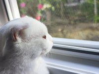 Bembeyaz Scottish Fold Kırık Kulak Pamuk Kedicik