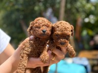 Aşılı Çiş Eğitimli Teacup Toy Poodle