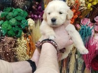 Baby Face Golden Retriever Bebekler