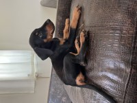İri Doberman Yavrular