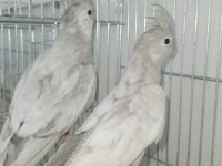 Emeralt sultan papağanı