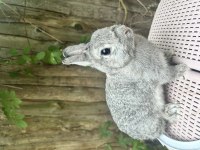 Damızlık dişi chinchilla netherland dwarf tavşan