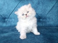 Koyun tüylü Kabasakal sahip arıyor scottish fold