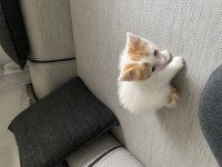 Annesi terk etmiş melez kedimiz