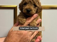 Sevimli Irk Toy Poodle