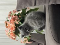 Kendi yavrularımız lilac ve gri renk british shorthair
