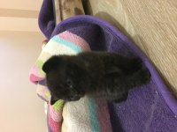 Çikolata point yavrular british shorthair