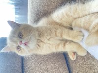 5 aylık son yavru exotic shorthair