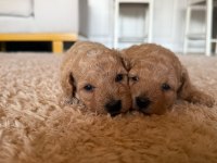Maltipoo yavrular