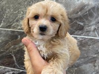 Minyatür orjinal maltipoo