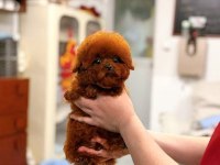 Micro Kore Poodle Yavrularımız
