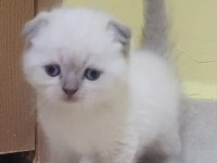 British Shorthair Ve Scottish Fold Bebişler