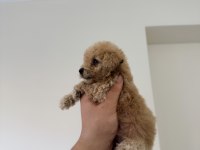 MİKRO 0 NUMARA POODLE YAVRUMUZ YENİ YUVASINA HAZIR