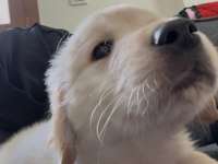 Golden retriever köpeğimiz için açıklamayı okuyunuz