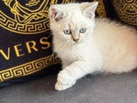 Özel top kafa blue point british longhair anne baba şecereli