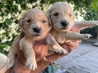 Golden retriever yavrularımız