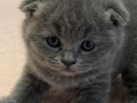 Scottish Fold Yavrularımız Evinizin Neşesi Olacaktır