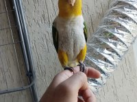 Alışkın erkek caique papağanımız