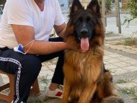 Aslan yeleli a secereli düşük belli kızıl maskeli alman