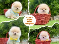 Pomeranian Boo 3 Aylık En İyisi