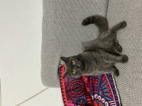 23.03 doğumlu akıllı british shorthair yavru