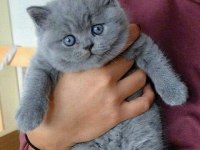 Top kafa a kalite british shorthair bebekler