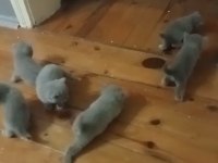 British shorthair dişi ve erkek yavru