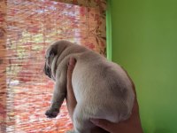 Yavru french bulldog