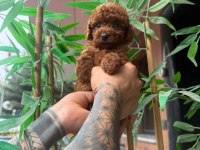 TOY POODLE YAVRULARIMIZ IRK VE SAGLIK GARANTİLİ