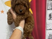 TOY POODLE KÖPEĞİ