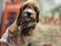 Red- Red Brown Maltipoo Yavrularımız @petclubadanaa