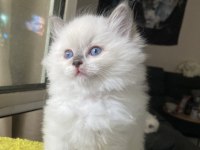 SAFKAN RAGDOLL YAVRULAR