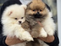 Üst segment teddy face pomeranian yavrularımız