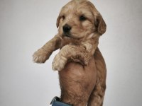 Maltipoo bebeklerimiz