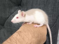 Dişi evcil rat