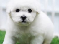 Türkiyede en iyi kalite nadir olanlardan bichon frise