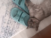 British shorthair dişi yavru