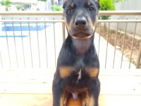 Birbirinden güzel doberman köpekler
