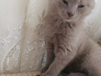 65 günlük yavru british longhair