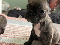 Mükemmel french bulldog yavrular hazır
