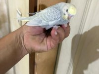 29 GÜNLÜK KONUŞTURMALIK BEBEK MUHABBET KUŞU