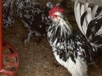 Kuluçkalık İspenç yumurtası Milli ırk