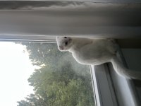 SCOTTİSH FOLD VE VAN KEDİSİ KIRMASI