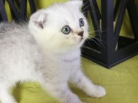 Scottish Fold 1 Dişi 1 Erkek 2.5 Aylık