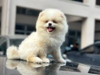 Erkek ve dişi pomeranian boo