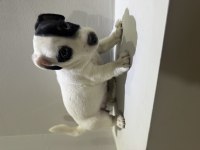 Dişi kısa bacak jack russell maskeli