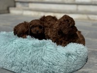 Petmode köpek çiftliğinde ziyarete açık toy poodle