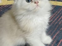 Safkan ırk yavru kediler