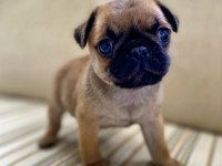 Pug yavrumuz dan varsa daha iyisi o da annesi