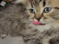 Scottish longhair golden tabby